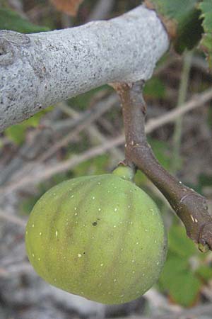 Ficus carica \ Feigenbaum / Fig, GR Parga 24.8.2007