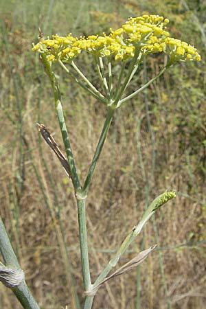 Foeniculum vulgare \ Fenchel / Fennel, GR Parga 25.8.2007