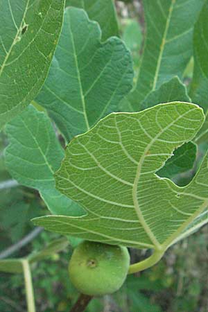 Ficus carica \ Feigenbaum / Fig, GR Meteora 28.8.2007