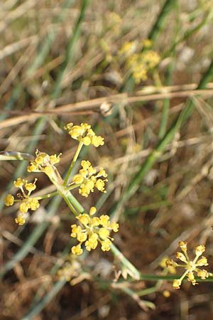 Foeniculum vulgare \ Fenchel / Fennel, GR Euboea (Evia), Limni 31.8.2017
