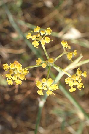 Foeniculum vulgare \ Fenchel / Fennel, GR Euboea (Evia), Limni 31.8.2017