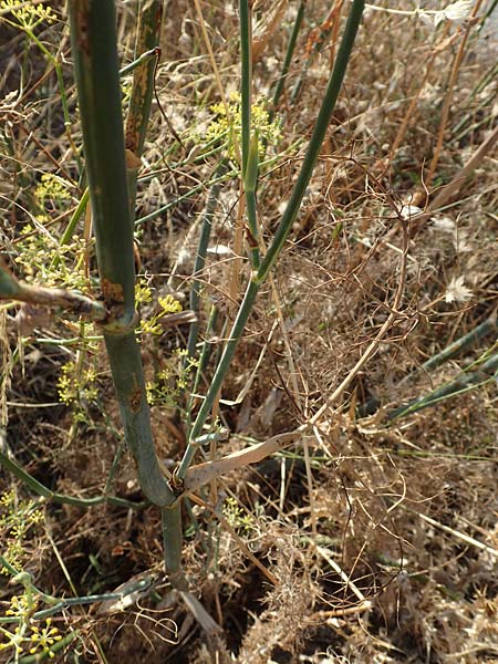 Foeniculum vulgare \ Fenchel / Fennel, GR Euboea (Evia), Limni 31.8.2017