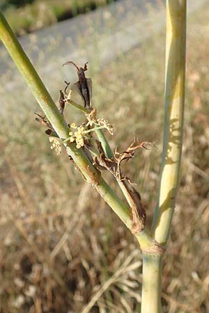Foeniculum vulgare \ Fenchel / Fennel, GR Euboea (Evia), Limni 31.8.2017