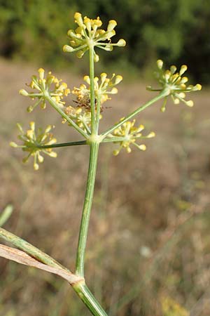 Foeniculum vulgare \ Fenchel / Fennel, GR Euboea (Evia), Limni 31.8.2017