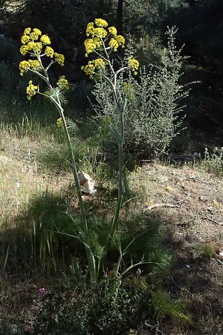 Ferula communis \ Riesen-Fenchel, Gemeines Rutenkraut / Giant Fennel, GR Hymettos 13.4.2024