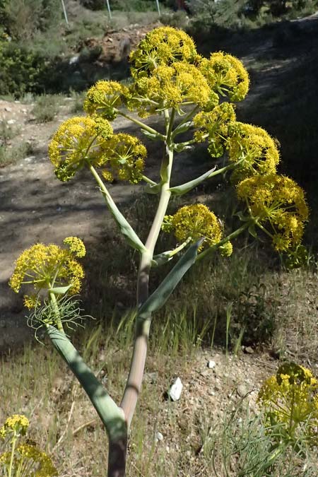 Ferula communis \ Riesen-Fenchel, Gemeines Rutenkraut / Giant Fennel, GR Hymettos 13.4.2024