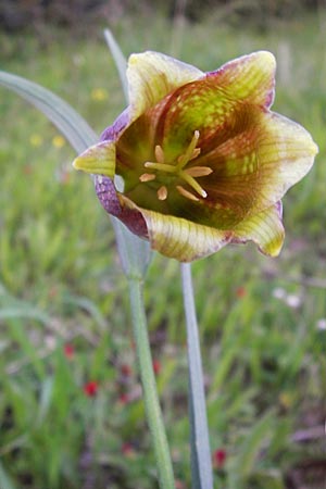 Fritillaria messanensis subsp. messanensis \ Messina-Schachblume / Messina Fritillary, GR Peloponnes, Militsa 29.3.2013