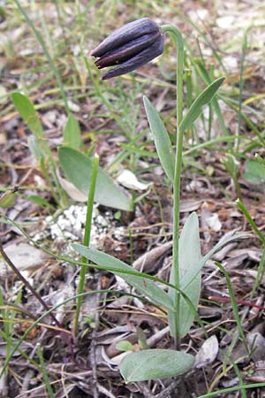 Fritillaria graeca \ Griechische Schachblume / Greek Fritillary, GR Hymettos 2.4.2013