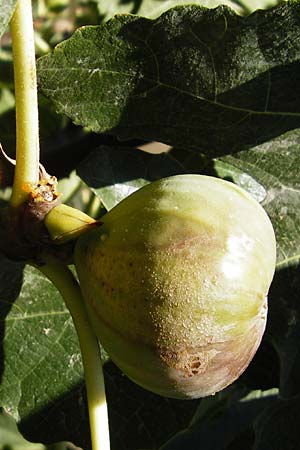 Ficus carica \ Feigenbaum / Fig, GR Athen 26.8.2014