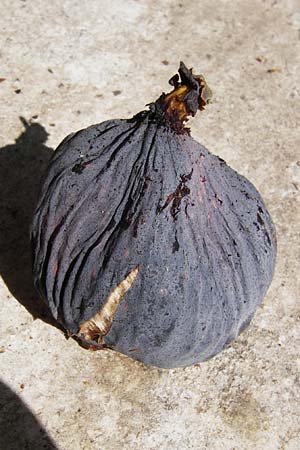 Ficus carica \ Feigenbaum / Fig, GR Athen 26.8.2014