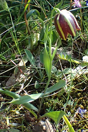 Fritillaria graeca \ Griechische Schachblume / Greek Fritillary, GR Hymettos 20.4.2026