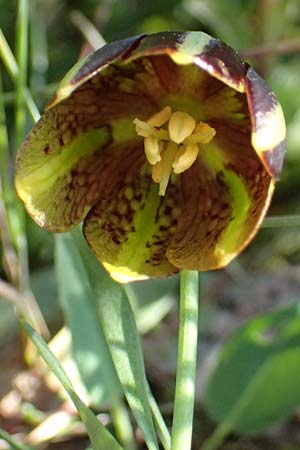 Fritillaria graeca \ Griechische Schachblume / Greek Fritillary, GR Hymettos 20.4.2026