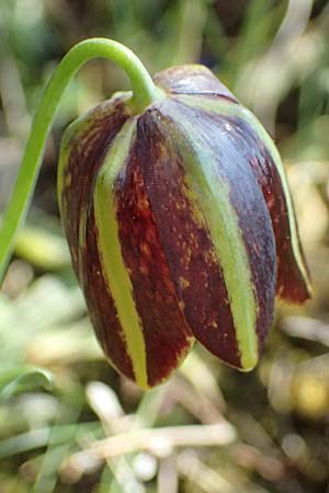 Fritillaria graeca \ Griechische Schachblume / Greek Fritillary, GR Hymettos 20.4.2026