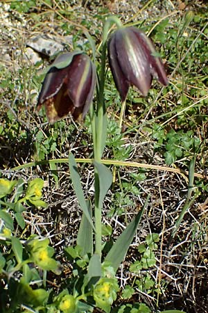 Fritillaria graeca \ Griechische Schachblume / Greek Fritillary, GR Hymettos 20.4.2026