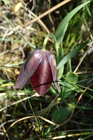 Fritillaria graeca \ Griechische Schachblume / Greek Fritillary, GR Hymettos 20.4.2026