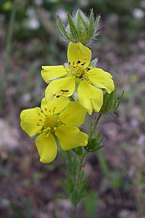 Potentilla astracanica \ Astrachan-Fingerkraut, GR Igoumenitsa 13.5.2008