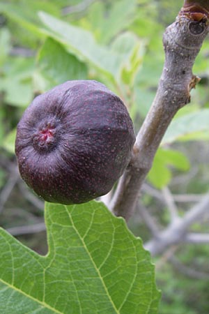 Ficus carica \ Feigenbaum / Fig, GR Joannina 14.5.2008