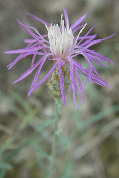 Centaurea affinis ? \ Kleinkopf-Rispen Flockenblume / Spotted Knapweed, GR Zagoria, Vikos - Schlucht / Gorge 26.8.2007
