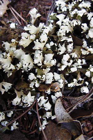 Cladonia convoluta \ Gelbliche Lagerschuppen-Flechte / Lichen, GR Hymettos 26.8.2014