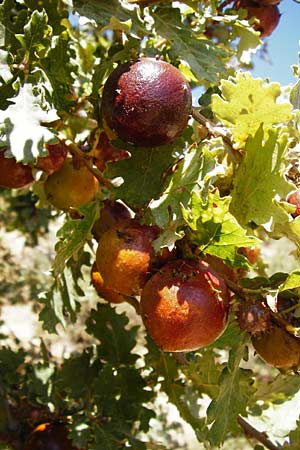 Quercus pubescens \ Flaum-Eiche / White Oak, GR Euboea (Evia), Karistos 30.8.2014