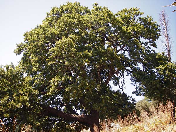 Quercus pubescens \ Flaum-Eiche / White Oak, GR Euboea (Evia), Karistos 30.8.2014