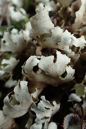 Cladonia convoluta \ Gelbliche Lagerschuppen-Flechte / Lichen, GR Hymettos 20.3.2019