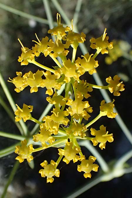 Ferulago nodosa \ Knotige Birkwurz / Eastern Ferulago, GR Peloponnes, Saitas 22.5.2024