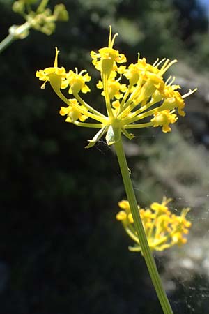 Ferulago nodosa \ Knotige Birkwurz / Eastern Ferulago, GR Peloponnes, Saitas 22.5.2024