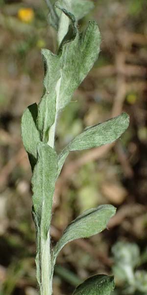 Filago pyramidata \ Spatelblttriges Filzkraut, GR Hymettos 11.4.2024