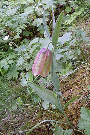 Fritillaria graeca subsp. thessala \ Thessolische Schachblume / Thessolian Fritillary, GR Zagoria, Monodendri 15.5.2008