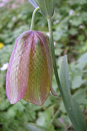 Fritillaria graeca subsp. thessala \ Thessolische Schachblume / Thessolian Fritillary, GR Zagoria, Monodendri 15.5.2008