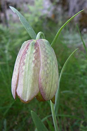 Fritillaria graeca subsp. thessala \ Thessolische Schachblume / Thessolian Fritillary, GR Zagoria, Monodendri 19.5.2008