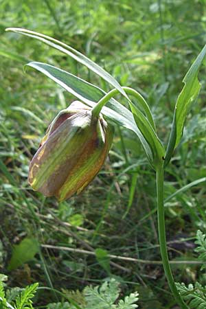 Fritillaria graeca subsp. thessala \ Thessolische Schachblume / Thessolian Fritillary, GR Zagoria, Monodendri 19.5.2008