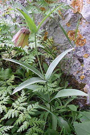 Fritillaria graeca subsp. thessala \ Thessolische Schachblume / Thessolian Fritillary, GR Zagoria, Monodendri 19.5.2008