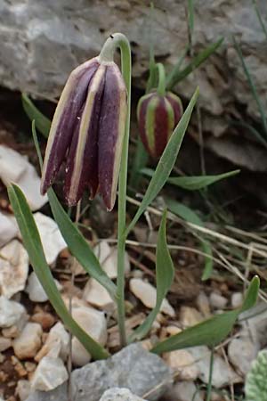 Fritillaria graeca \ Griechische Schachblume / Greek Fritillary, GR Peloponnes, Chelmos 18.5.2024