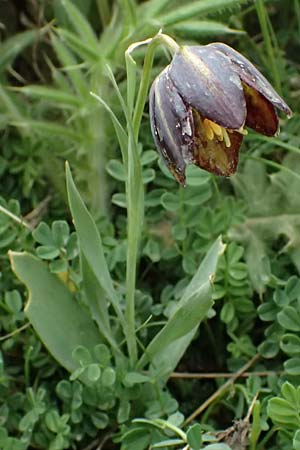 Fritillaria graeca \ Griechische Schachblume / Greek Fritillary, GR Peloponnes, Chelmos 18.5.2024