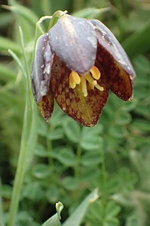 Fritillaria graeca \ Griechische Schachblume / Greek Fritillary, GR Peloponnes, Chelmos 18.5.2024