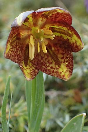 Fritillaria graeca \ Griechische Schachblume / Greek Fritillary, GR Peloponnes, Chelmos 18.5.2024