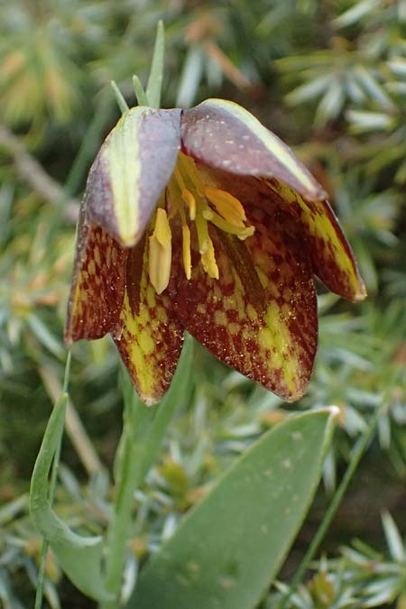 Fritillaria graeca \ Griechische Schachblume / Greek Fritillary, GR Peloponnes, Chelmos 18.5.2024