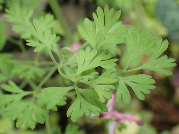 Fumaria officinalis \ Echter Erdrauch / Common Fumitory, GR Athen, Mount Egaleo 10.4.2019