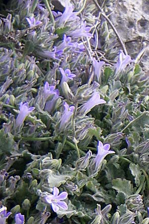 Campanula celsii subsp. celsii \ Cels' Glockenblume / Cels' Bellflower, GR Hymettos 20.5.2008