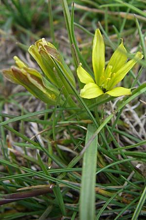 Gagea pusilla \ Zwerg-Gelbstern / Dwarf Star of Bethlehem, GR Timfi 17.5.2008