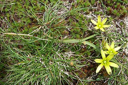 Gagea pusilla \ Zwerg-Gelbstern / Dwarf Star of Bethlehem, GR Timfi 17.5.2008