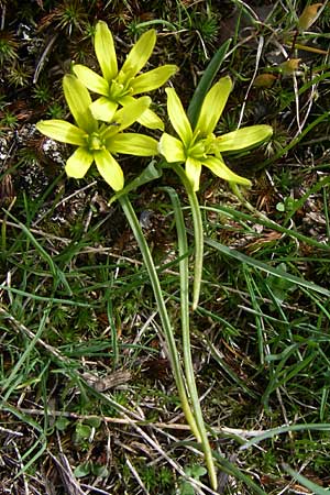 Gagea pusilla \ Zwerg-Gelbstern / Dwarf Star of Bethlehem, GR Timfi 17.5.2008