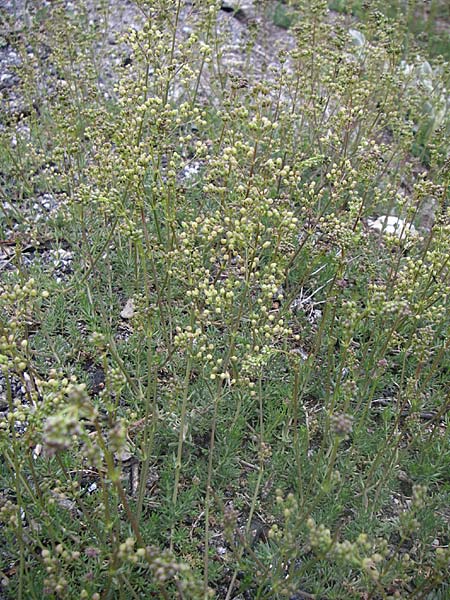 Galium melanantherum \ Labkraut / Bedstraw, GR Parnitha 22.5.2008