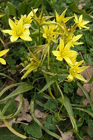 Gagea heldreichii \ Heldreichs Gelbstern / Heldreich's Star of Bethlehem, GR Peloponnes, Apollon Tempel von Bassae / Peloponnese, Apollon Temple of Bassae 29.3.2013