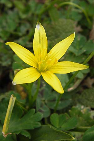 Gagea heldreichii \ Heldreichs Gelbstern / Heldreich's Star of Bethlehem, GR Peloponnes, Apollon Tempel von Bassae / Peloponnese, Apollon Temple of Bassae 29.3.2013