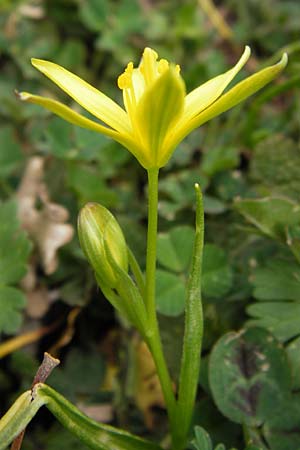 Gagea heldreichii \ Heldreichs Gelbstern / Heldreich's Star of Bethlehem, GR Peloponnes, Apollon Tempel von Bassae / Peloponnese, Apollon Temple of Bassae 29.3.2013