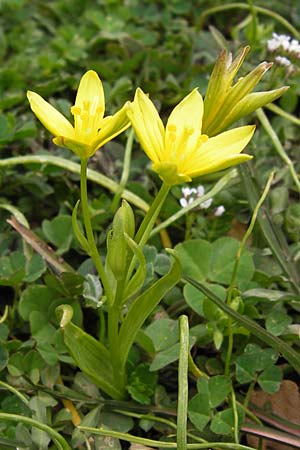 Gagea heldreichii \ Heldreichs Gelbstern / Heldreich's Star of Bethlehem, GR Peloponnes, Apollon Tempel von Bassae / Peloponnese, Apollon Temple of Bassae 29.3.2013