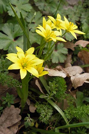 Gagea heldreichii \ Heldreichs Gelbstern / Heldreich's Star of Bethlehem, GR Peloponnes, Apollon Tempel von Bassae / Peloponnese, Apollon Temple of Bassae 29.3.2013